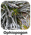 Ophiopogon